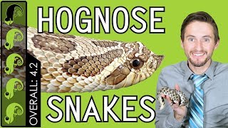 Western Hognose The Best Pet Snake [upl. by Hollington978]