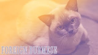 Ideal Companion Foreign Burmese  Cat Breeding Videos [upl. by Kylen559]