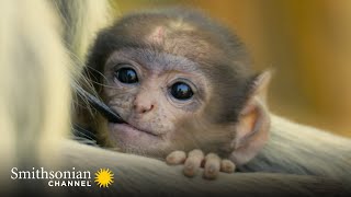 Female Langurs Rule the Hanuman Monkey Dynasty 👑 Into the Wild India  Smithsonian Channel [upl. by Tannie]