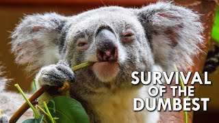 Koalas When Stupidity is a Survival Strategy [upl. by Lyndell]