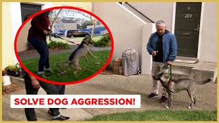 How to Solve Dog Aggression  Dog Nation [upl. by Assirod165]