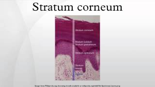 Stratum corneum [upl. by Brainard]