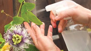 Castile Soap Spray for Garden Pests [upl. by Castor]