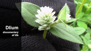 Gomphrena weed Gomphrena serrata [upl. by Ettennan]