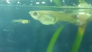 At what age female guppy can get pregnant premature guppy pregnancy [upl. by Enner]