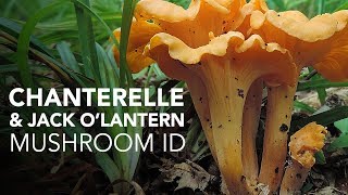 Chanterelle amp Jack OLantern — Mushroom ID [upl. by Marceau]