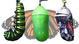 Monarch Butterfly Metamorphosis Timelapse FYV [upl. by Marlowe629]