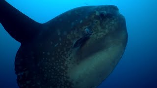 Rare Footage of Ocean Sunfish Getting Cleaned  BBC Earth [upl. by Airamak762]