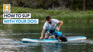 How to SUP With Your Dog [upl. by Akived]