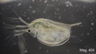 Daphnia magna under the Microscope [upl. by Irdua]