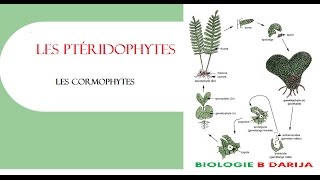 cours cormophytes partie 3  les ptéridophytes [upl. by Aitital382]