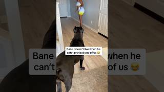 He keeps a close eye on mom RaisingBane Banethedog funnydogvideos  canecorsoitaliano funnydogs [upl. by Adlen]