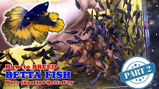 Part 2  How To Betta Fish Breeding  More Than 300 Betta Fry Mustard Gas Rose Tail Halfmoon [upl. by Annayd]