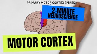 2Minute Neuroscience Motor Cortex [upl. by Teteak]