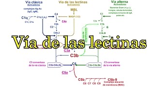 Vía de las lectinas del complemento activación [upl. by Aknaib]