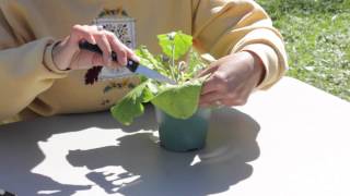 How to Prune a Gerbera  Gerbera Plant Care [upl. by Niwdla576]