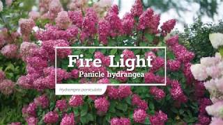 30 Seconds with Fire Light® Panicle Hydrangea [upl. by Anastasio]