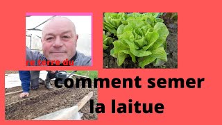 astuce comment semer la laitue [upl. by Nadya]