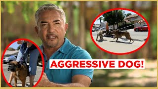 HOW TO CALM AN AGGRESSIVE DOG  Cesar 911 [upl. by Retsevlis]