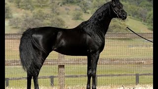 Mystic Jamaal  Homozygous Black Arabian Stallion [upl. by Ssitruc452]