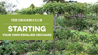 Starting Your Own Espalier orchard [upl. by Yevi]