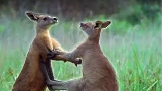 Kangaroo Boxing  Attenborough  BBC Earth [upl. by Neyuh251]