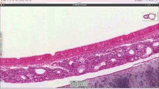 Histology of the Respiratory System part 1 [upl. by Thorr]