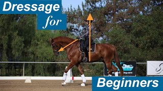 Dressage for Beginners [upl. by Allison723]