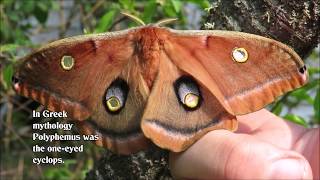 Egg to Polyphemus Moth [upl. by Dorothy]