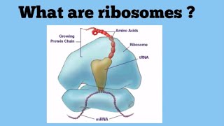 Ribosomes The Protein Factories [upl. by Ttik]