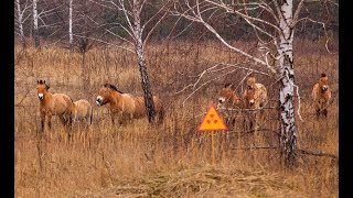 Wildlife Of Chernobyl [upl. by Eidnar]