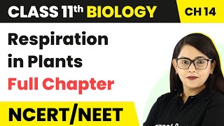 Respiration in Plants  Full Chapter Explanation  Class 11 Biology Chapter 14 [upl. by Tezil]