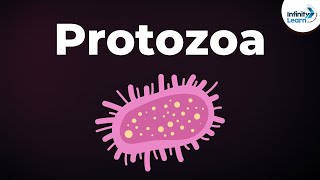 Introduction to Protozoa  Microorganisms  Biology  Dont Memorise [upl. by Aicetal]