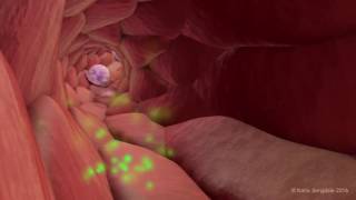 Extravasation of Neutrophils [upl. by Hurley]