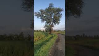 Babool Tree in farm [upl. by Aenet]