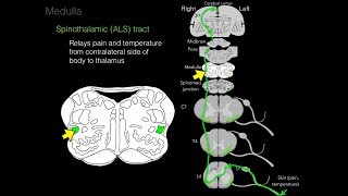 Foundational features of the brainstem [upl. by Olegnaleahcim]