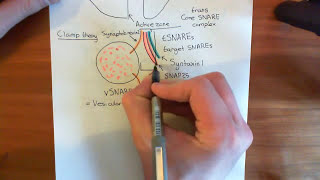 Botulinum Toxin Mechanism Part 1 [upl. by Blanding]