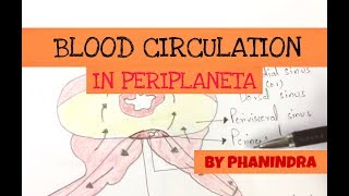 Blood circulatory system in cockroach  NEET [upl. by Ennair236]