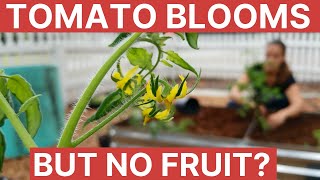 Tomato Blooms But No Fruit  Gardening 101 [upl. by Pontone366]