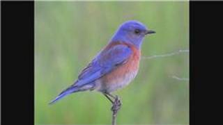 Bluebirds  How Do Bluebirds Protect Themselves [upl. by Ashby624]