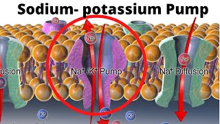 SodiumPotassium Pump How and Why [upl. by Yorled]