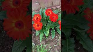 HOW TO CARE FOR GERBERA DAISY TO AVOID WILTING [upl. by Nairbo562]