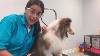 Grooming a Shetland Sheepdog “Sheltie” [upl. by Heuser]