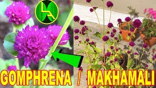 Grow Makhamali flower  Gomphrena [upl. by Asiruam]