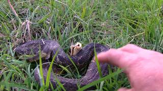 Hognose Snake Hisses and then plays dead [upl. by Brentt]