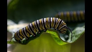 Milkweed amp the Monarch Butterfly Life Cycle [upl. by Gamages]