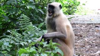 Angry Langur Monkey SOUNDS [upl. by Fraser953]