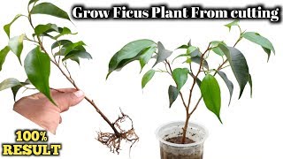 Propagation of Ficus Plant from cutting  How to grow ficus Benjamina from cutting [upl. by Licastro284]