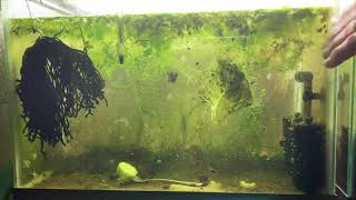 Scuds Daphnia Cherry Shrimp Copepods My aquatic food culture [upl. by Reinaldos]