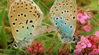 Beautiful Butterfly Moments  BBC Earth [upl. by Repip]